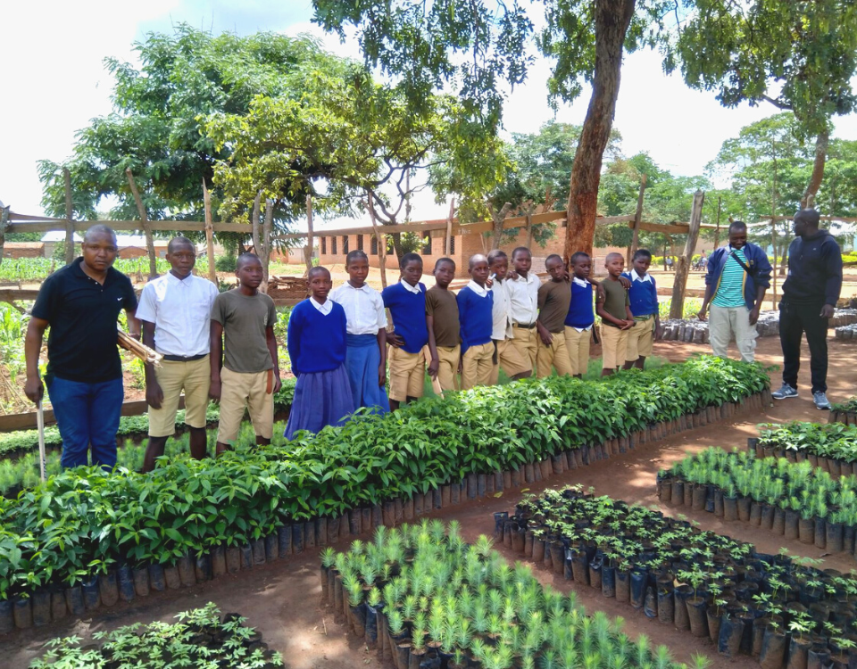 Plantar árbol Tanzania